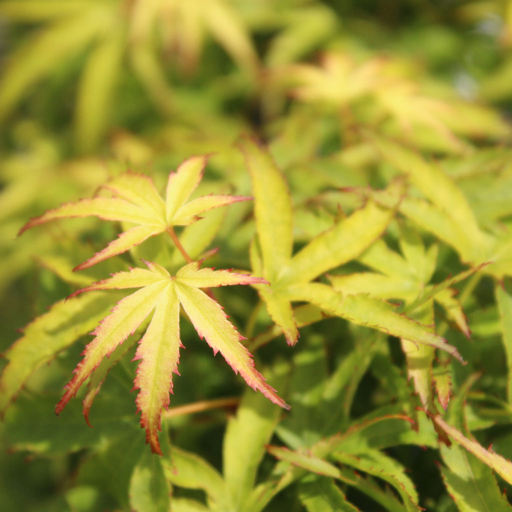 Acer palmatum Sharpes Pygmy Image