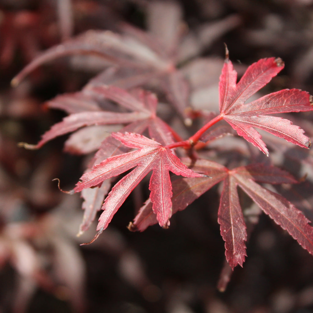 Acer palmatum Skeeters Broom Image