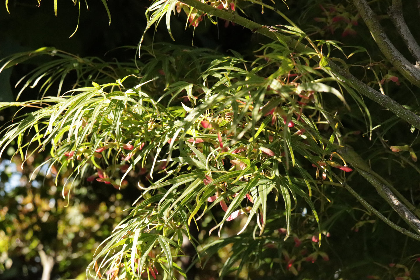 Acer scolopendrifolium