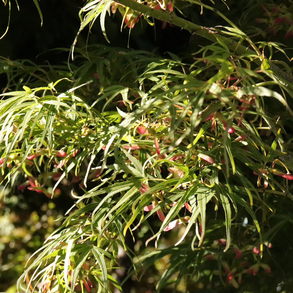 Acer scolopendrifolium Image
