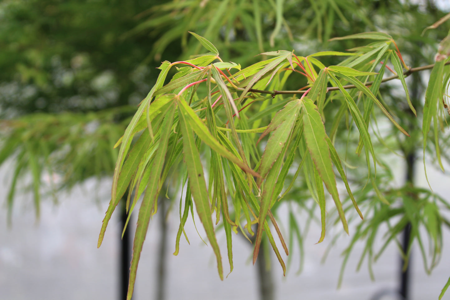Acer scolopendrifolium 2