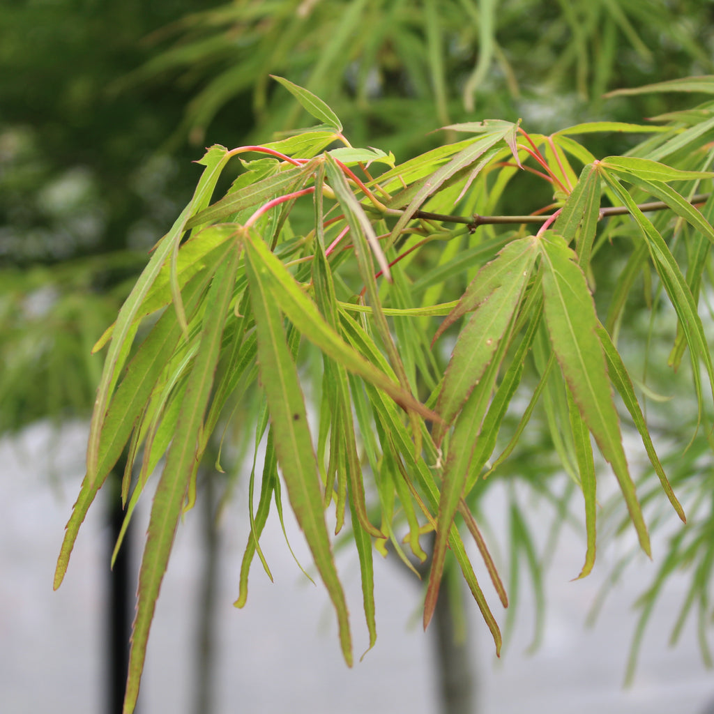 Acer scolopendrifolium Image
