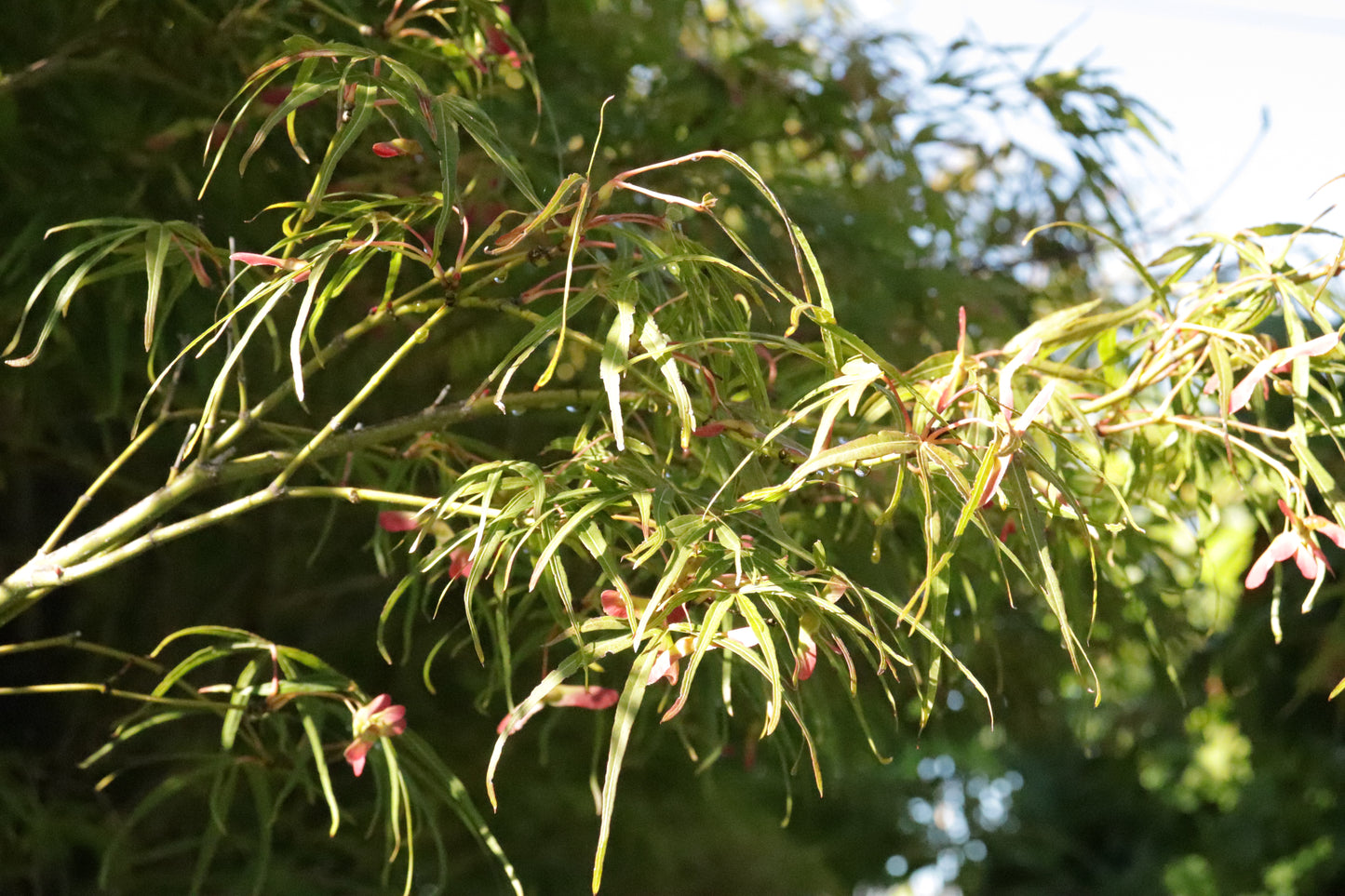 Acer scolopendrifolium 3