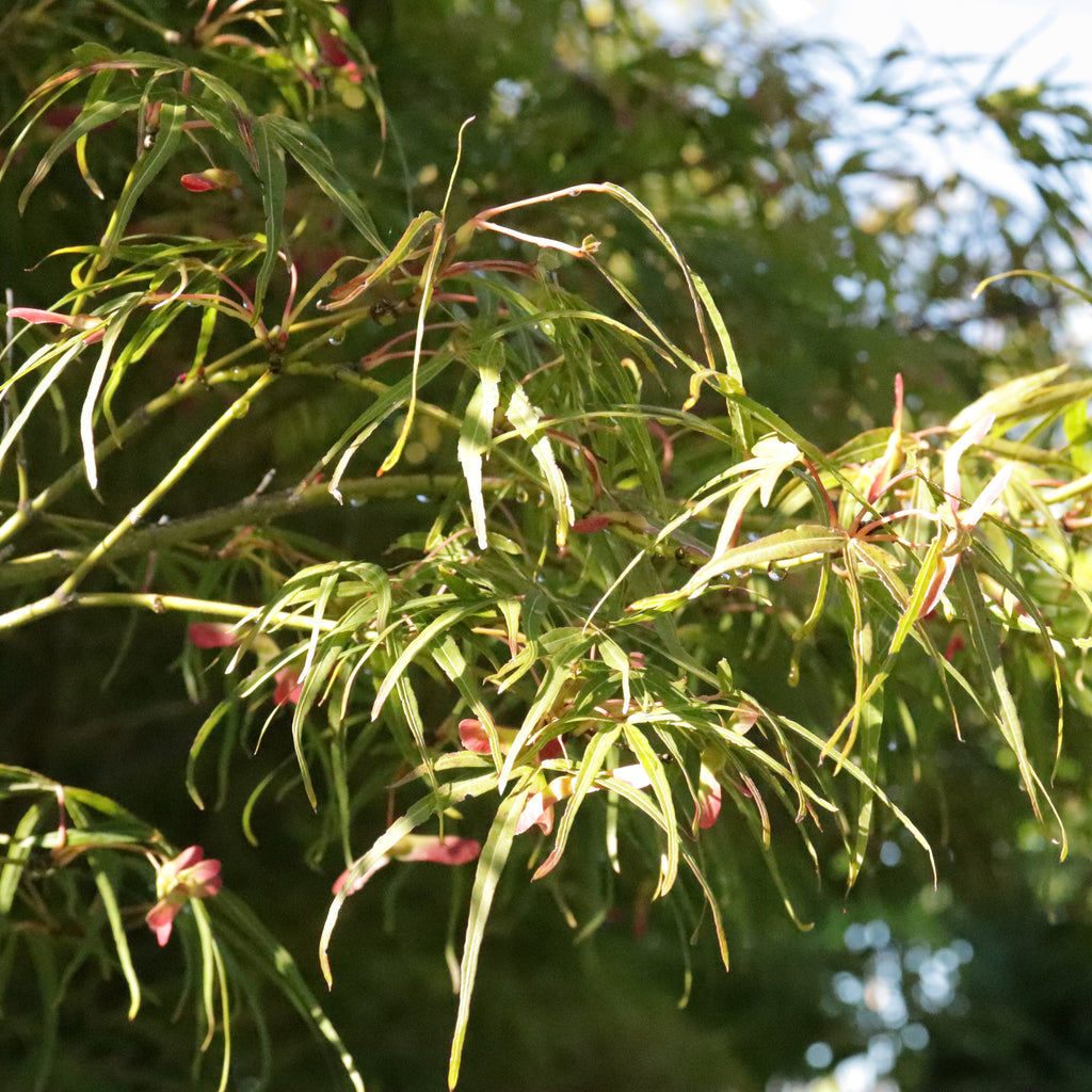 Acer scolopendrifolium Image
