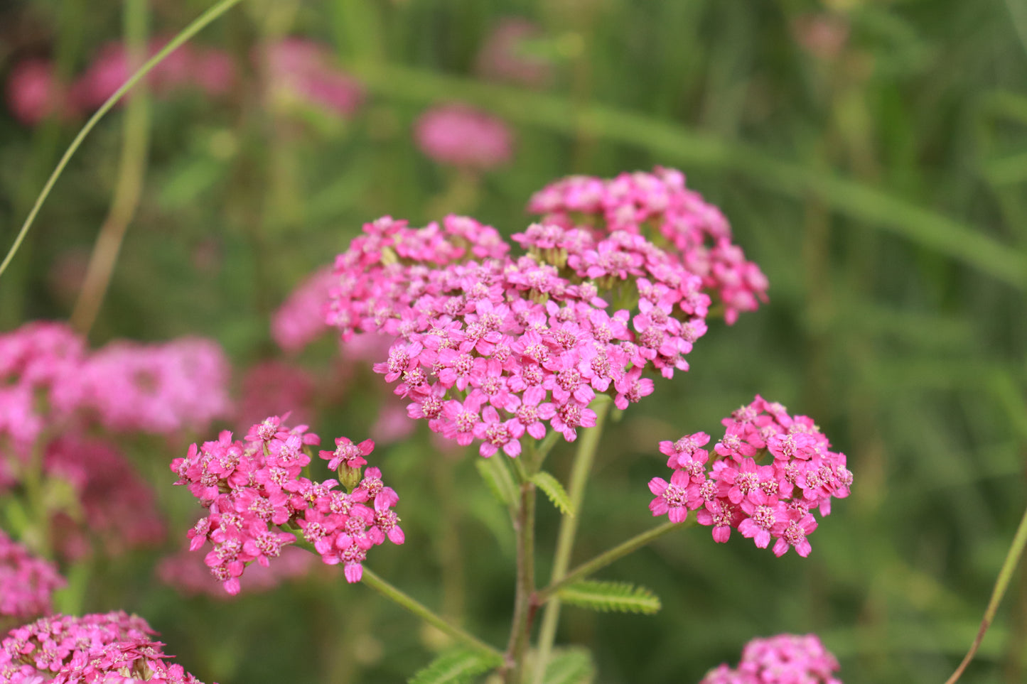 Achillea millefolium Cerise..