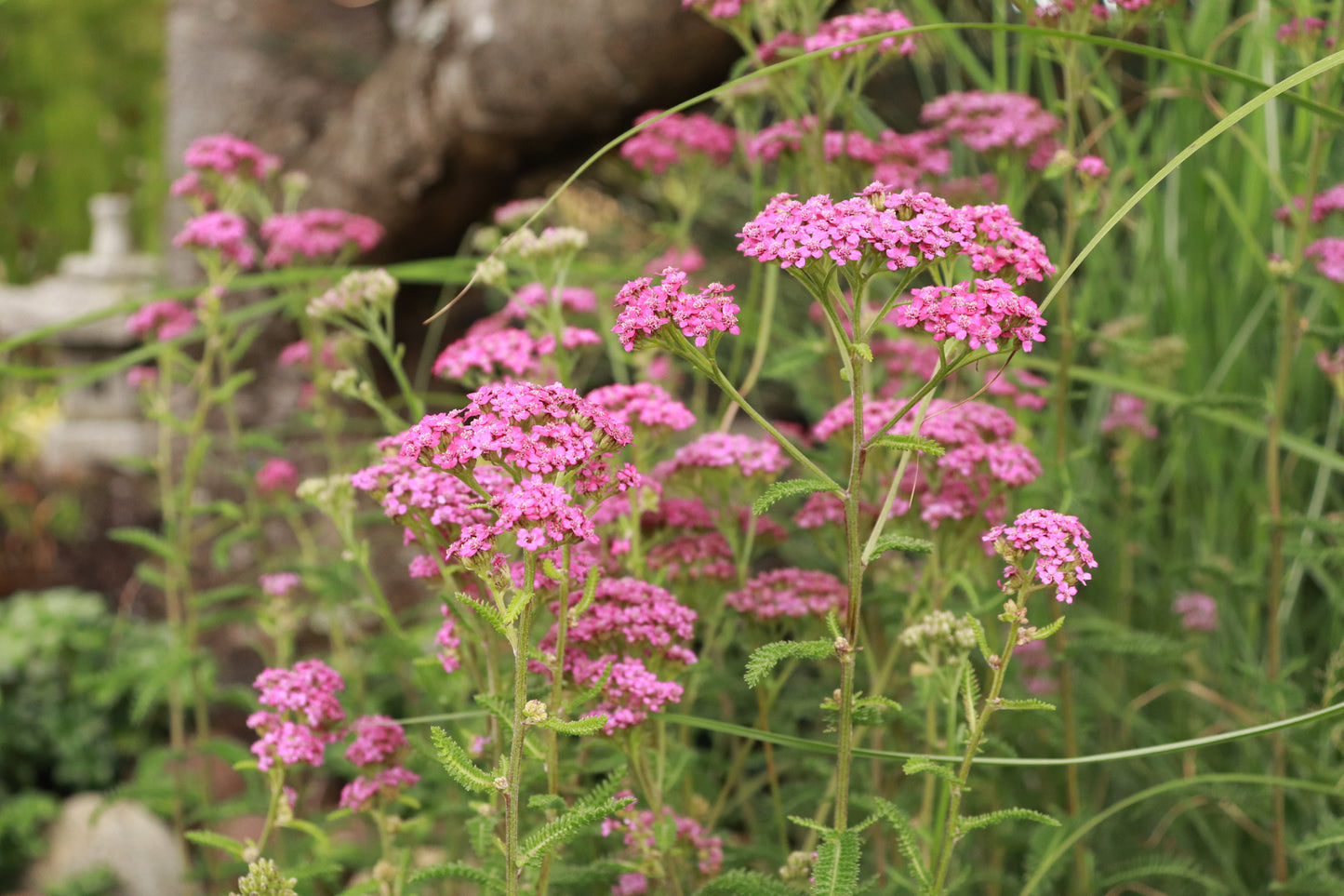 Achillea millefolium Cerise 2