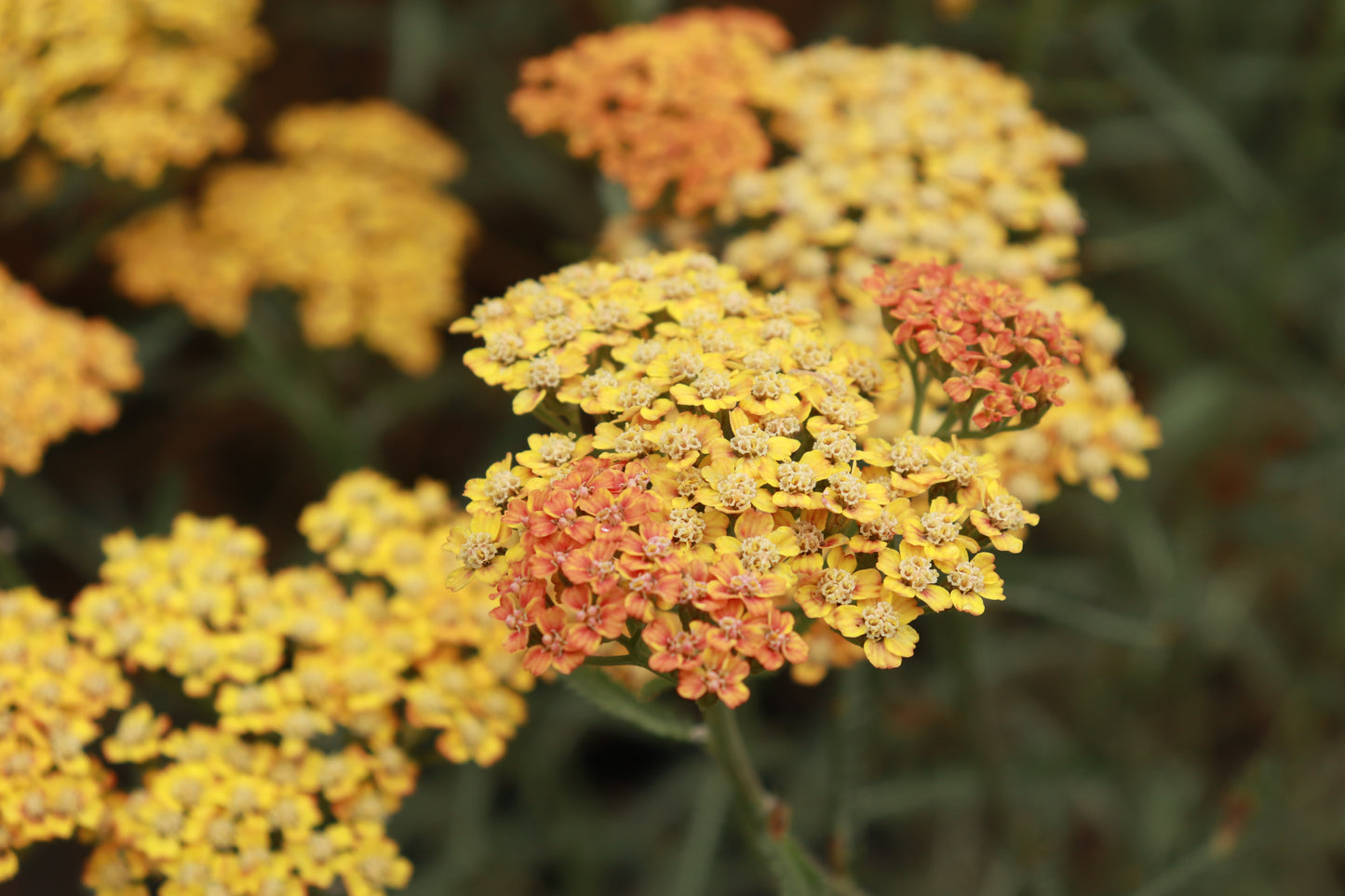 Achillea millefolium terracotta.
