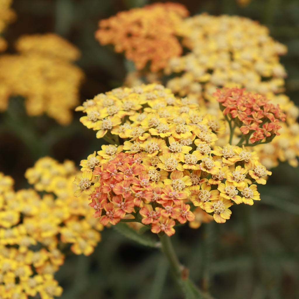 Achillea millefolium terracotta Image