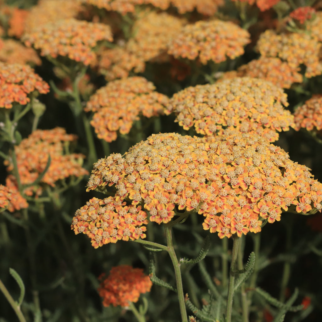 Achillea millefolium terracotta Image