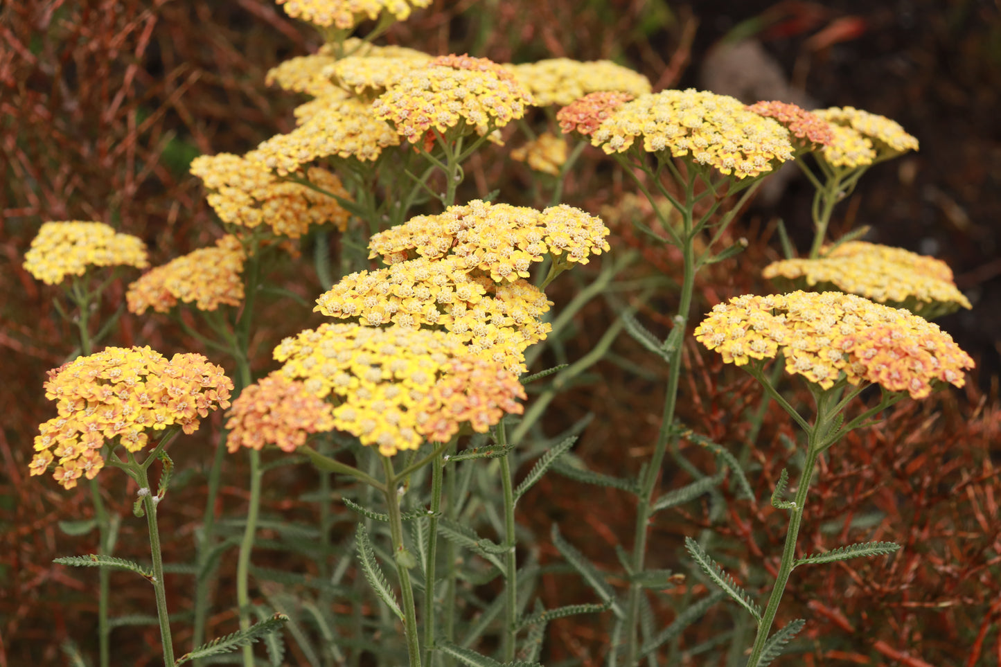 Achillea millefolium terracotta 3