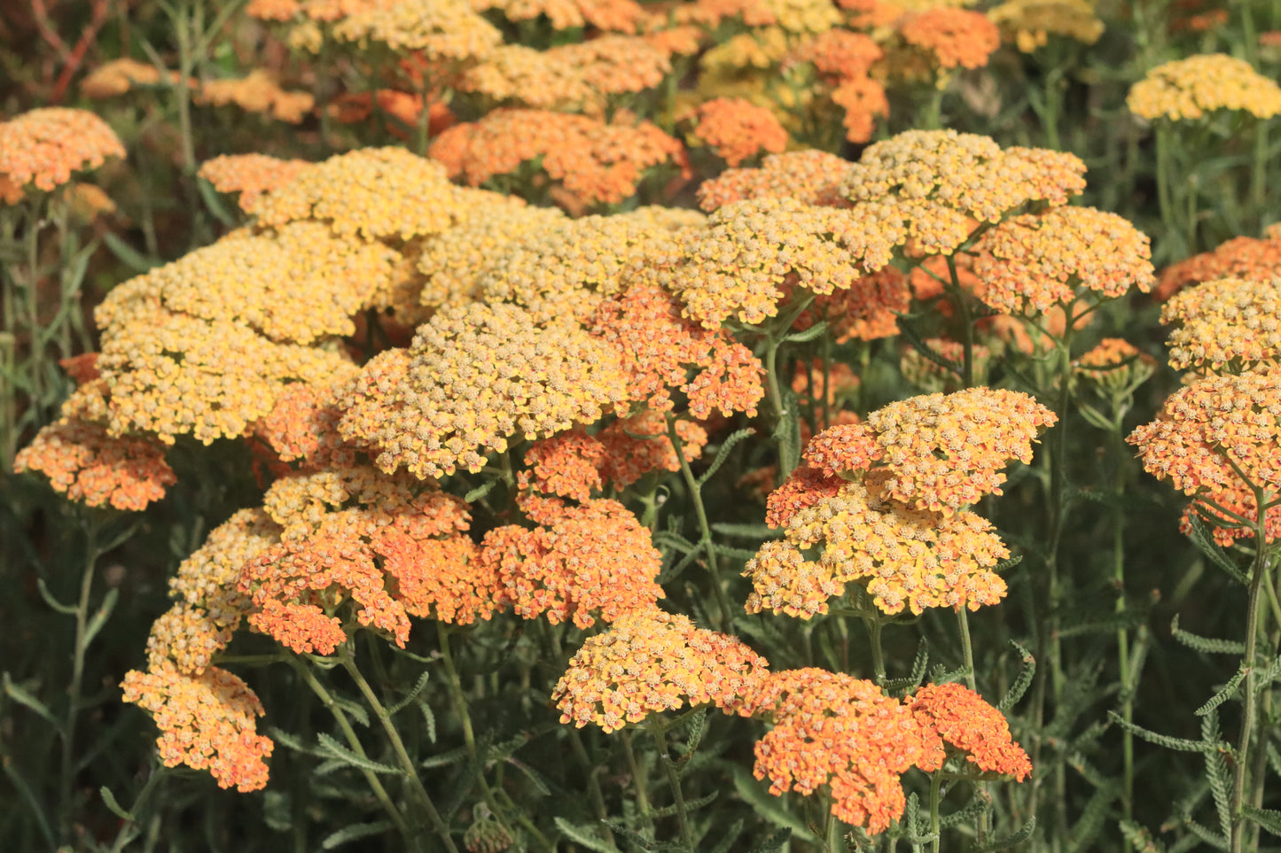 Achillea millefolium terracotta 5