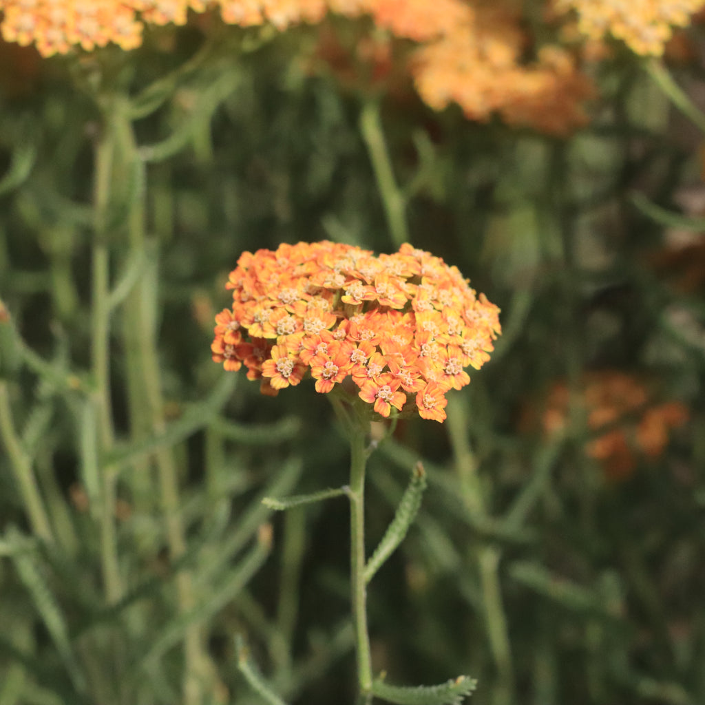 Achillea millefolium terracotta Image