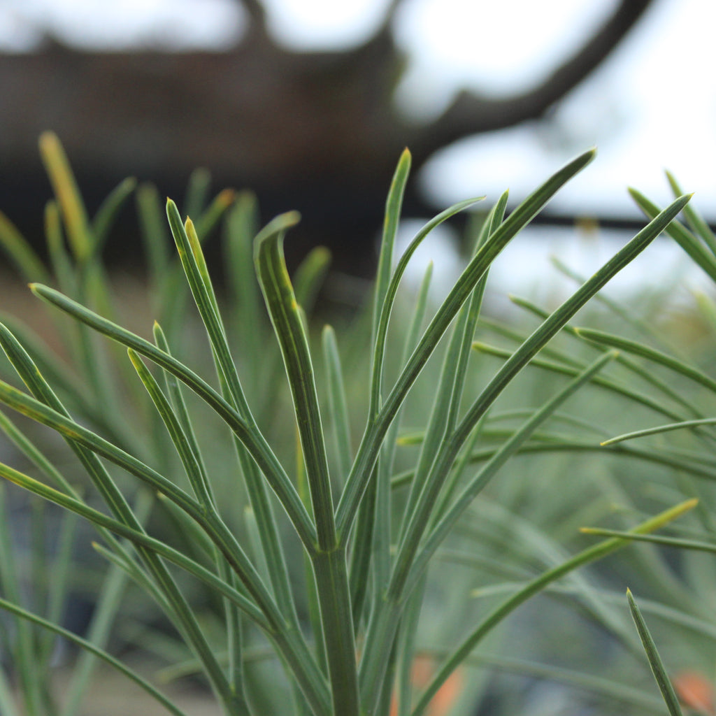 Aciphylla dieffenbachii Image