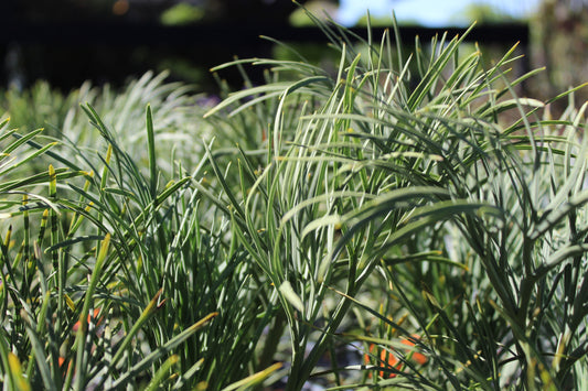 Aciphylla dieffenbachii 2