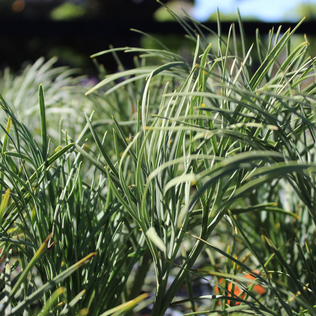 Aciphylla dieffenbachii Image