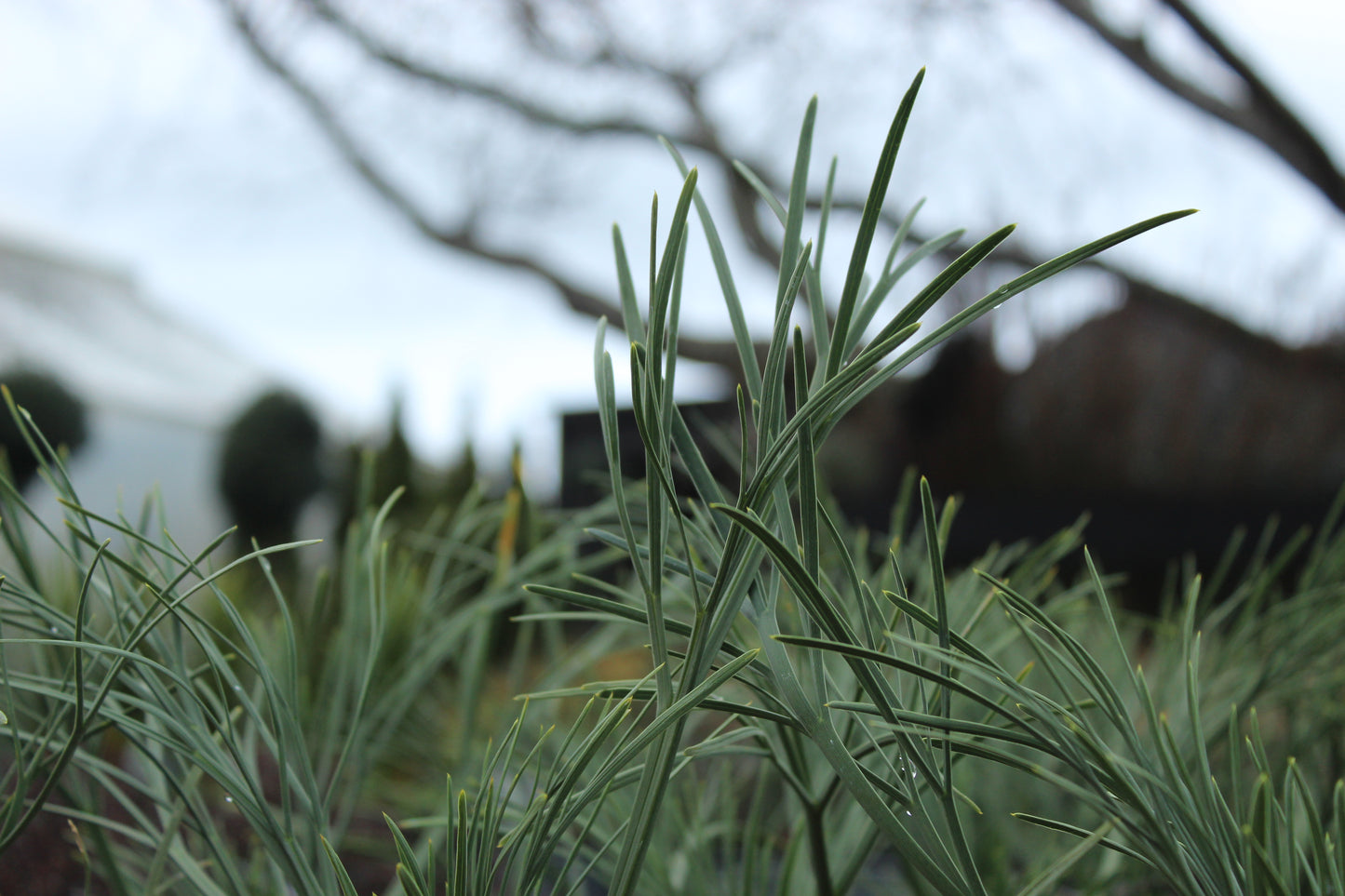 Aciphylla dieffenbachii 3