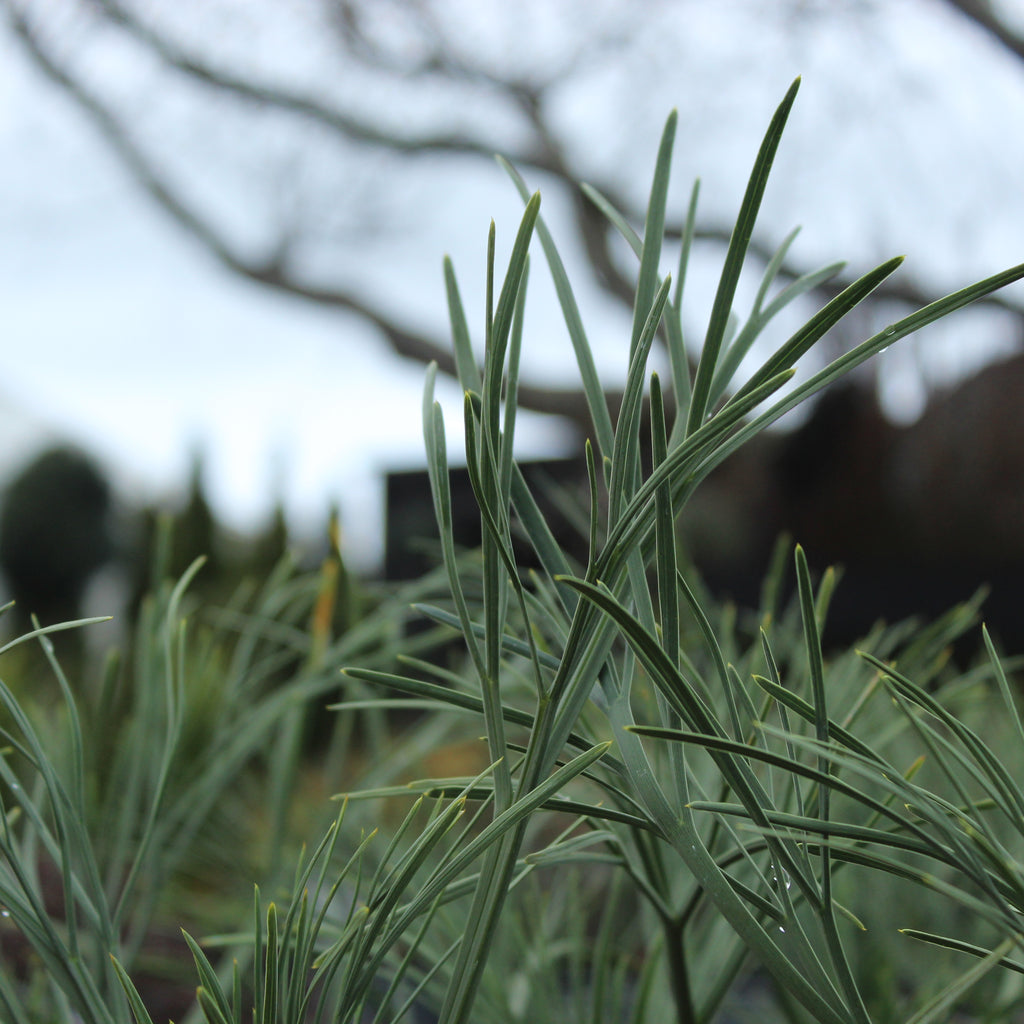 Aciphylla dieffenbachii Image