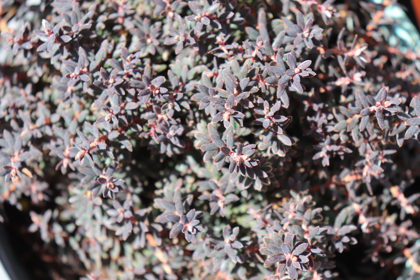 Acrothamnus colensoi