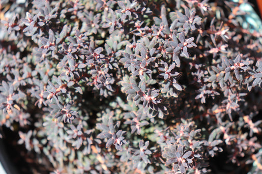 Acrothamnus colensoi