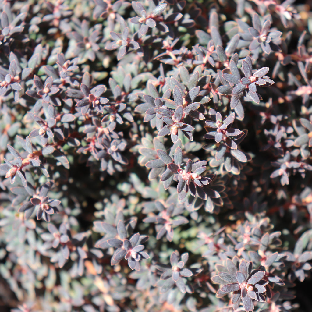 Acrothamnus colensoi Image
