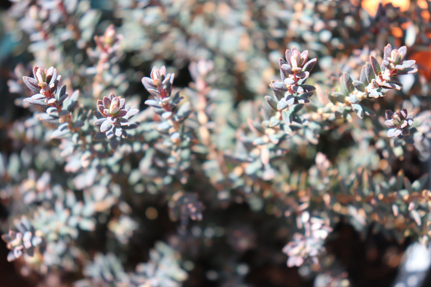 Acrothamnus colensoi 2
