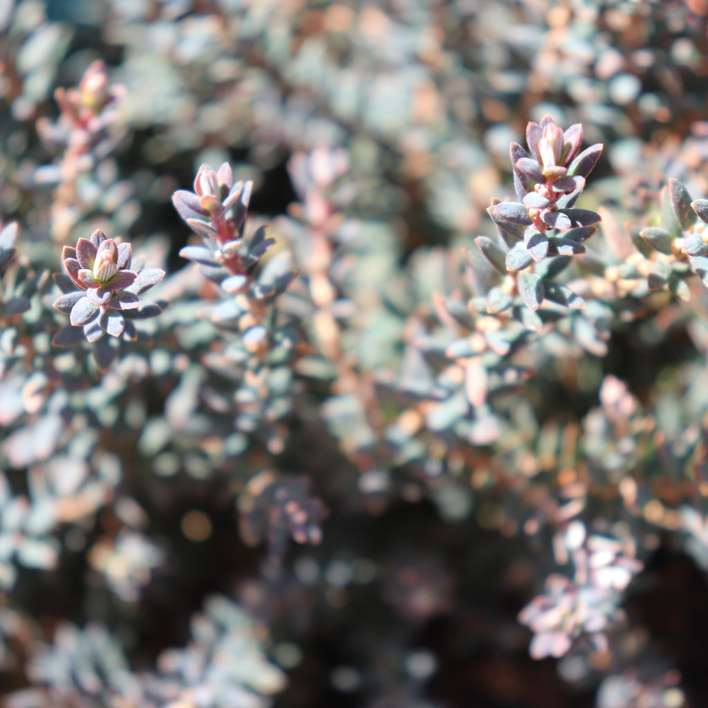 Acrothamnus colensoi Image