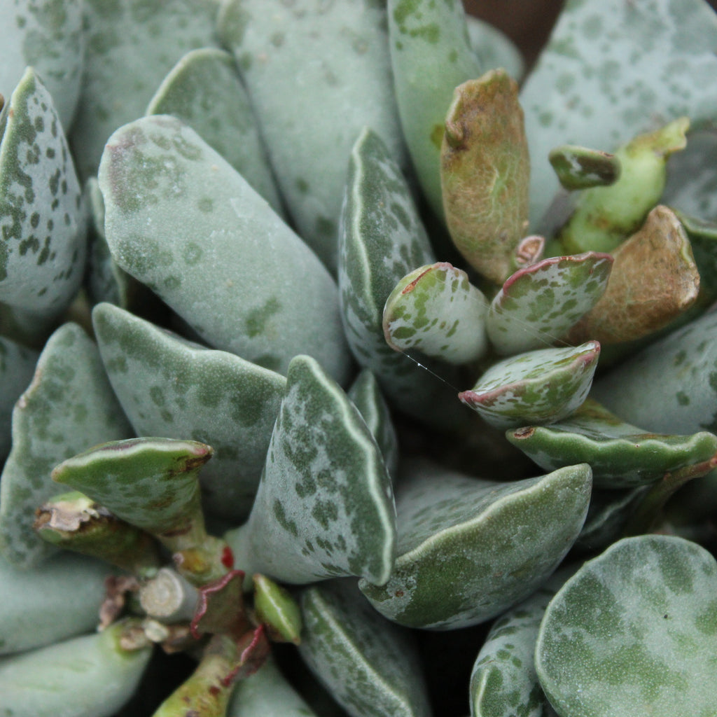 Adromischus cooperi Image