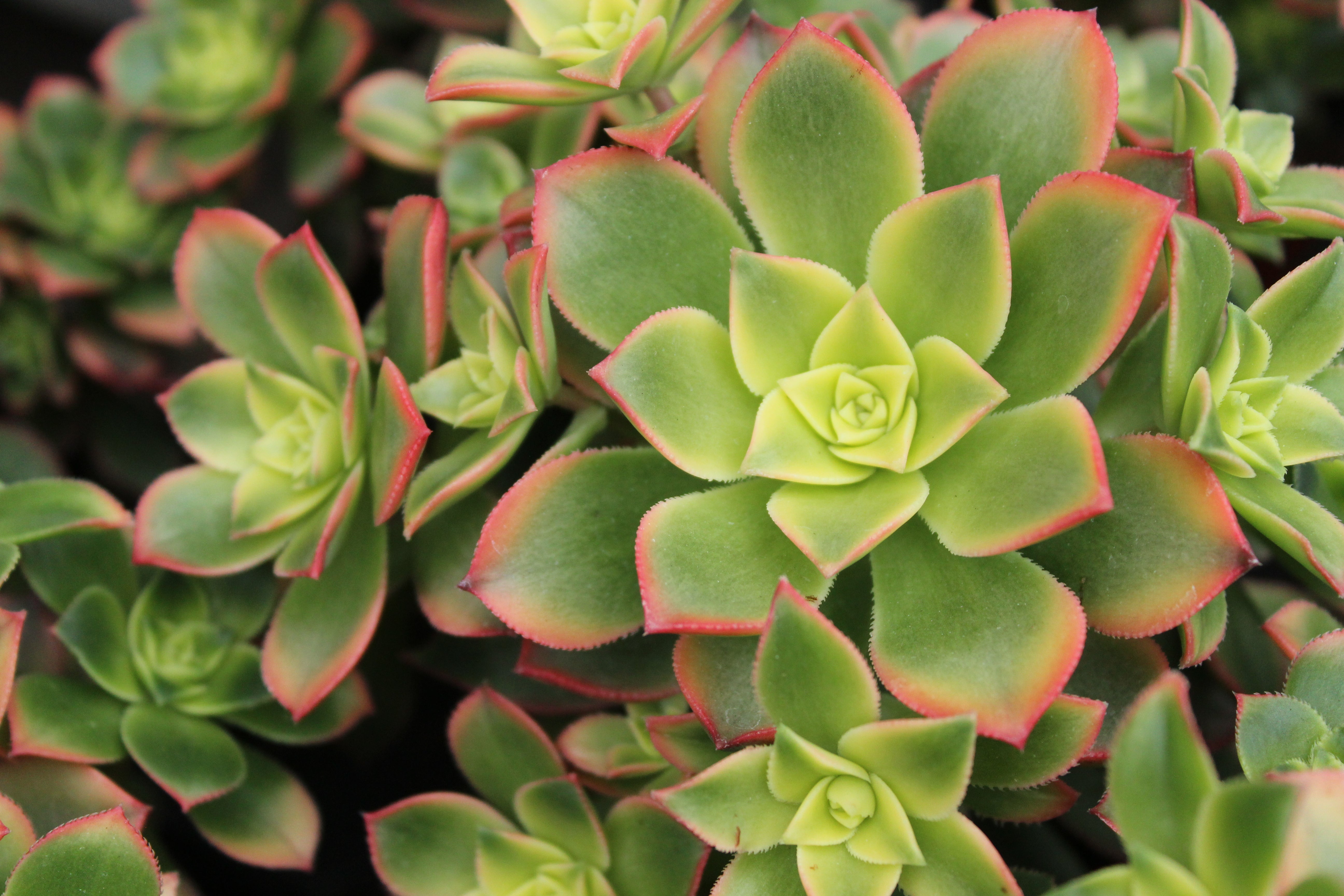 Aeonium decorum – Texture Plants, Landscapes, Lush Lawns Christchurch
