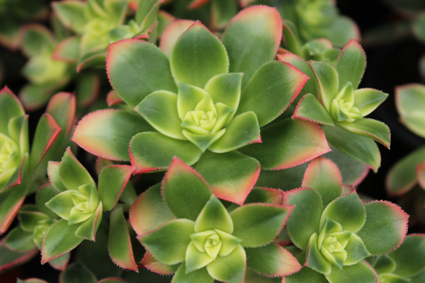 Aeonium decorum 2