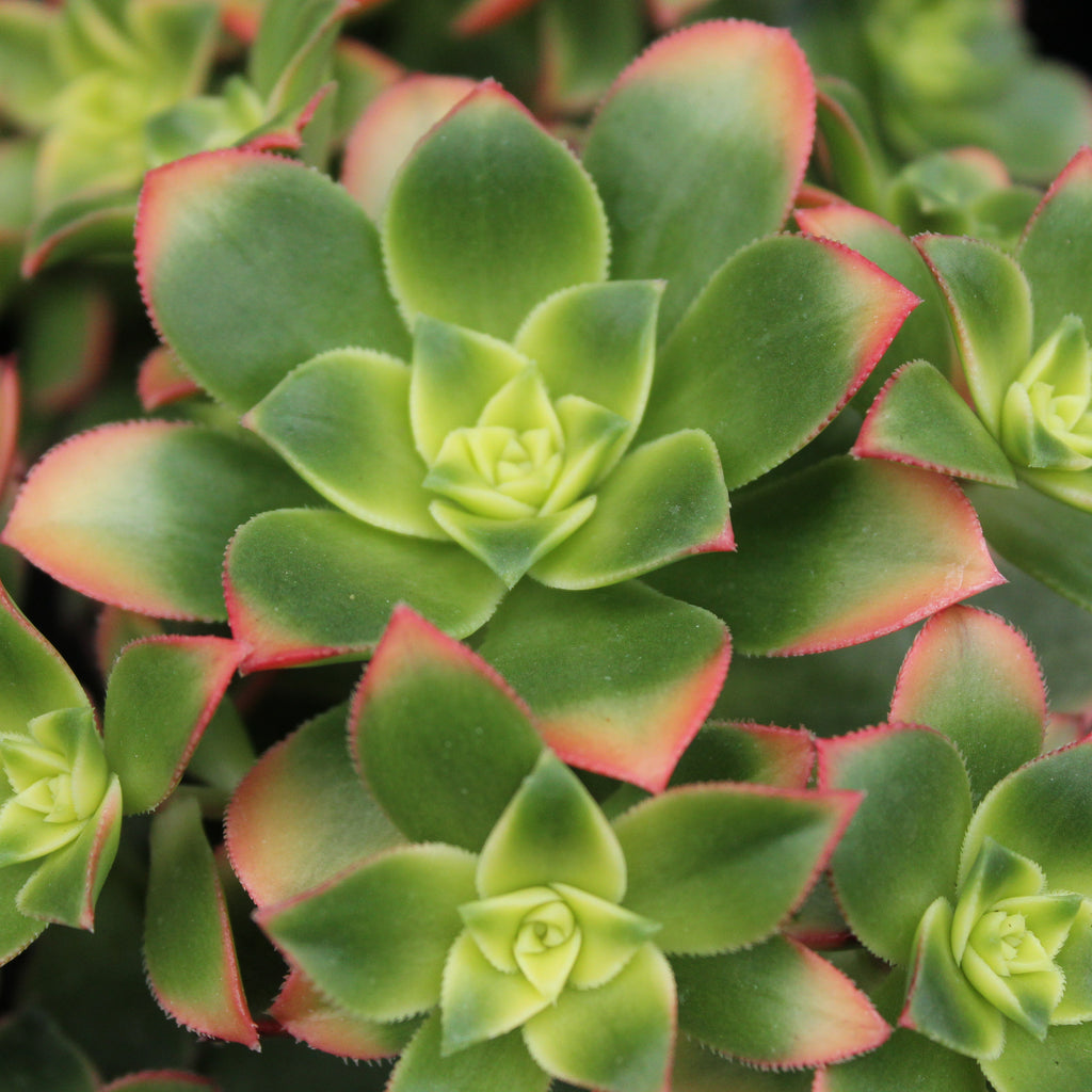 Aeonium decorum Image