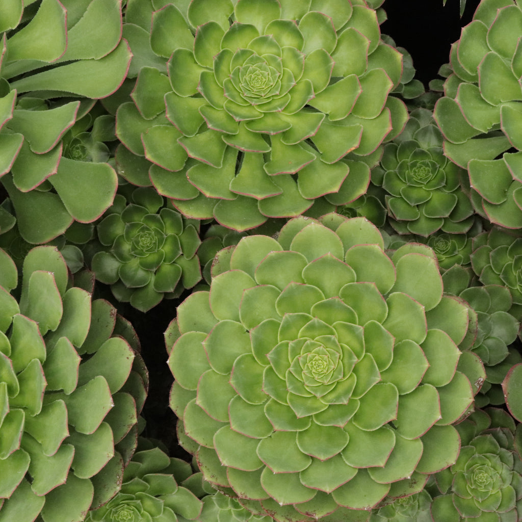 Aeonium hybrid Image