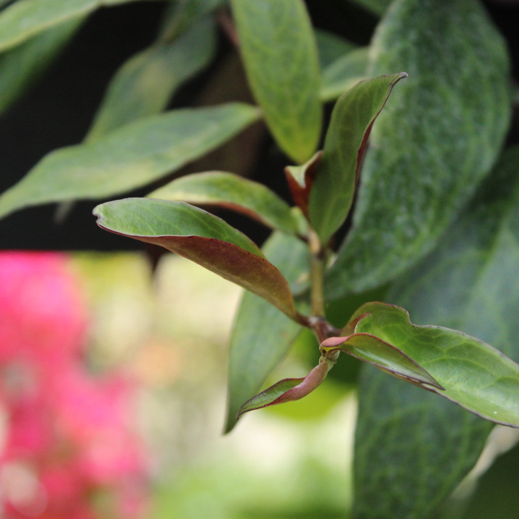 Aeschynanthus marmoratus Image