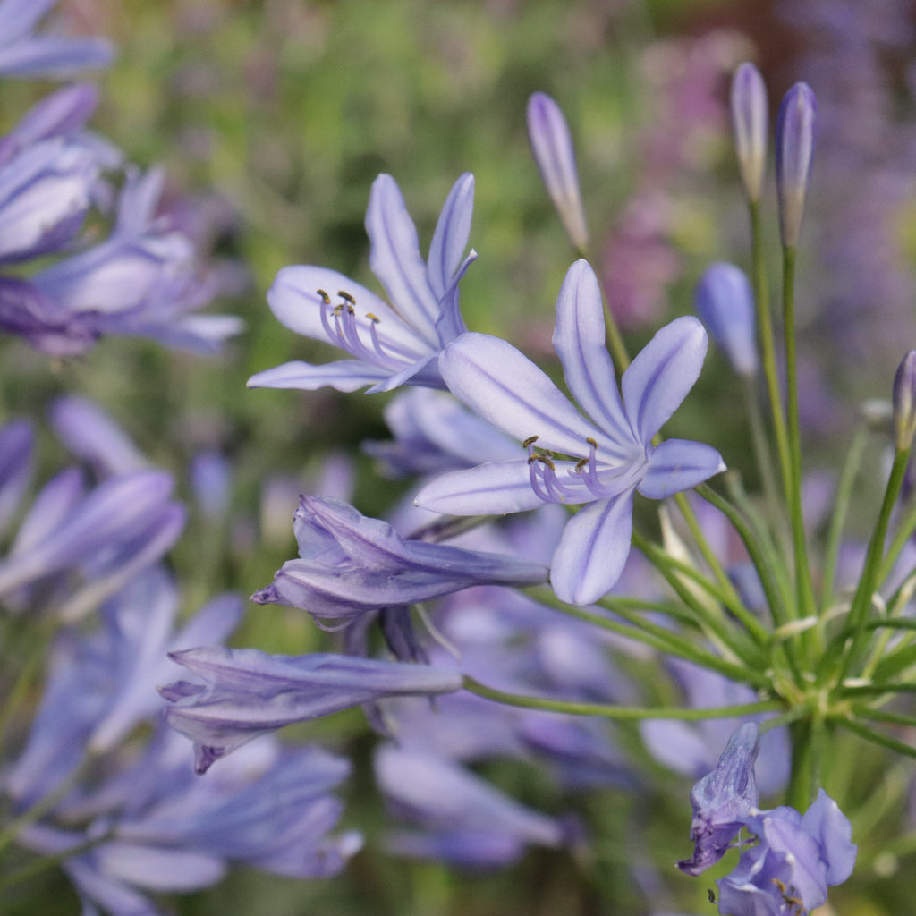 Agapanthus Blue Finn Image