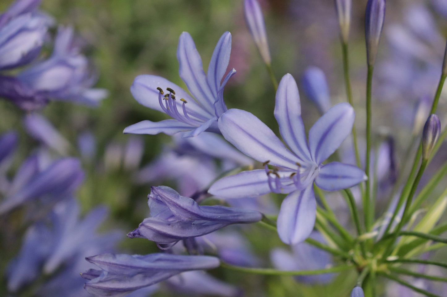 Agapanthus Blue Finn 2