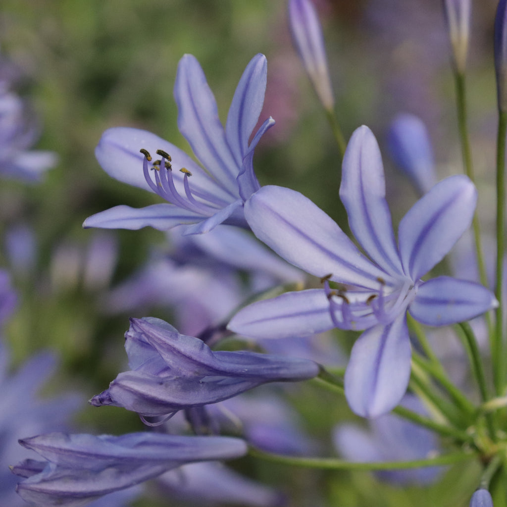 Agapanthus Blue Finn Image