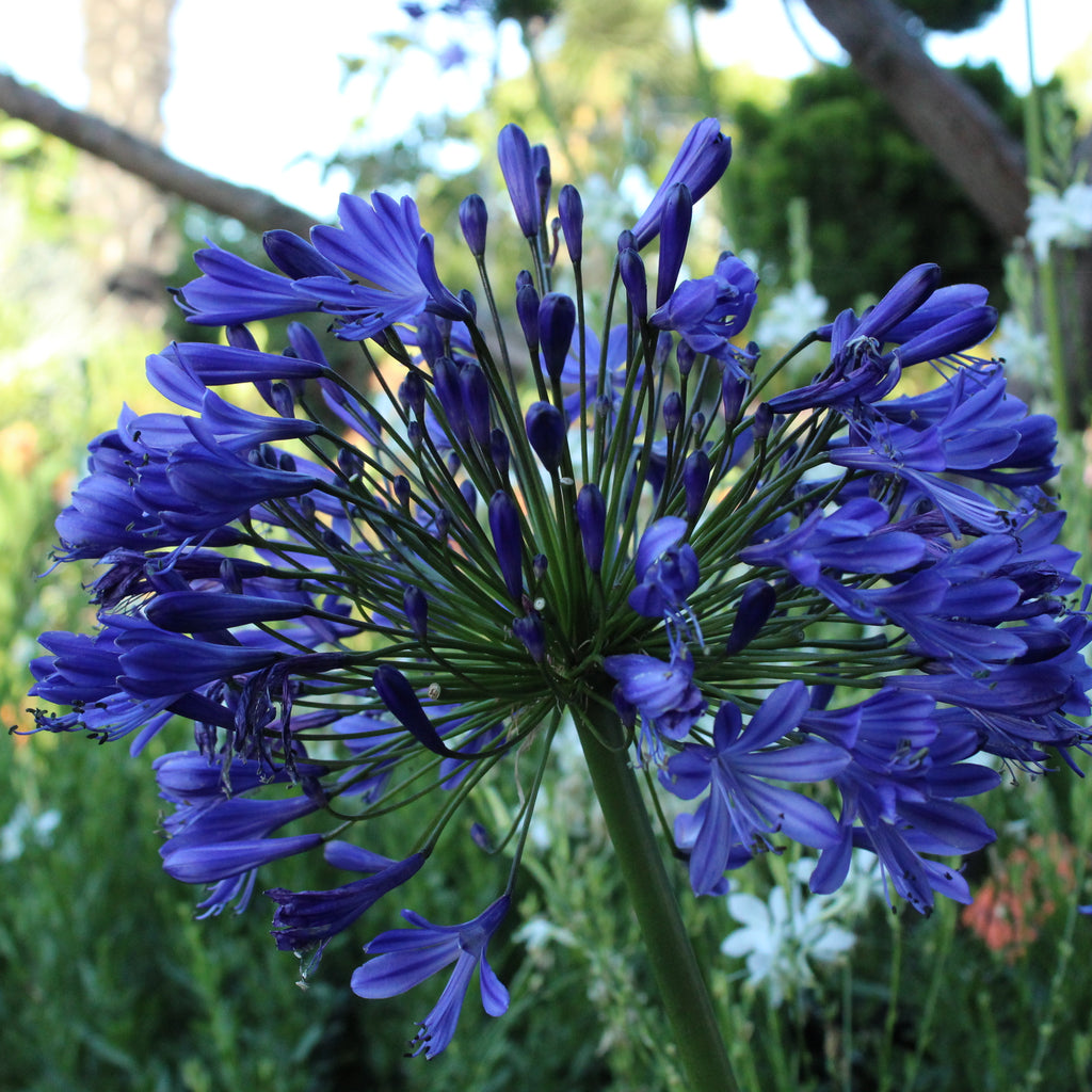 Agapanthus Dark Delight Image