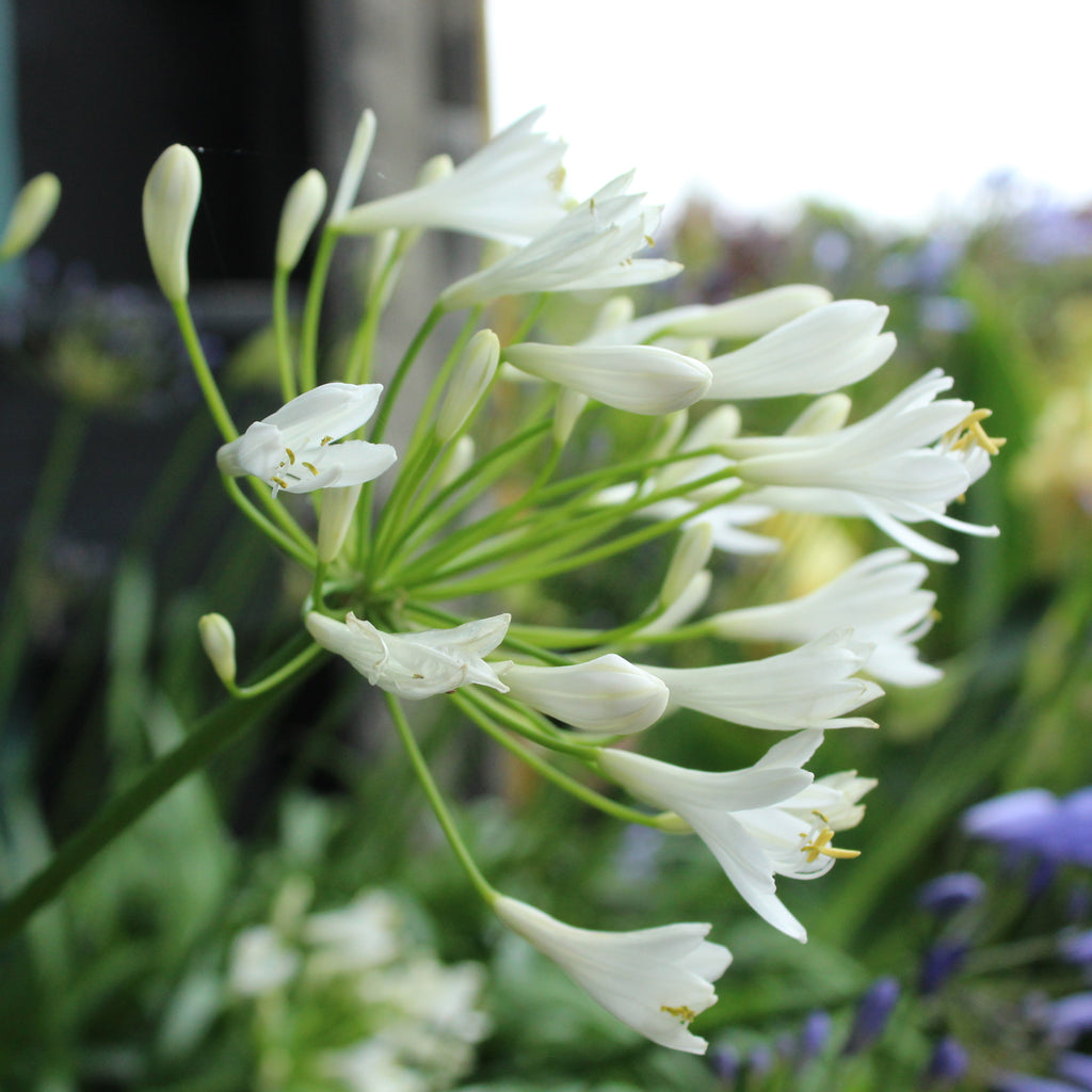 Agapanthus Dwarf White Image