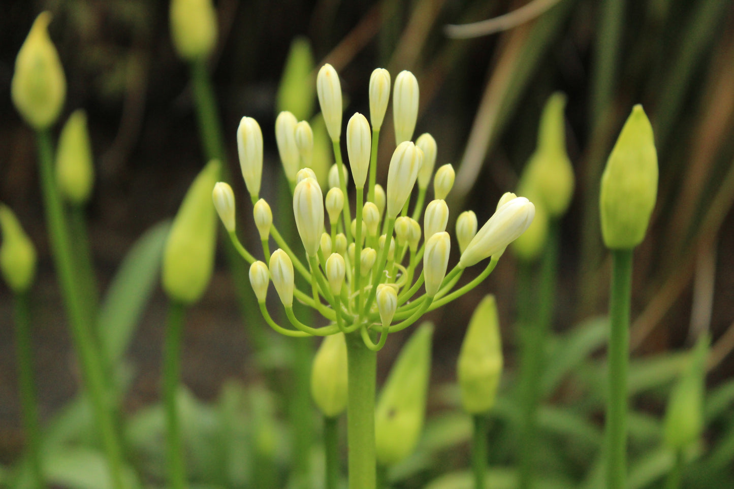 Agapanthus Seafoam