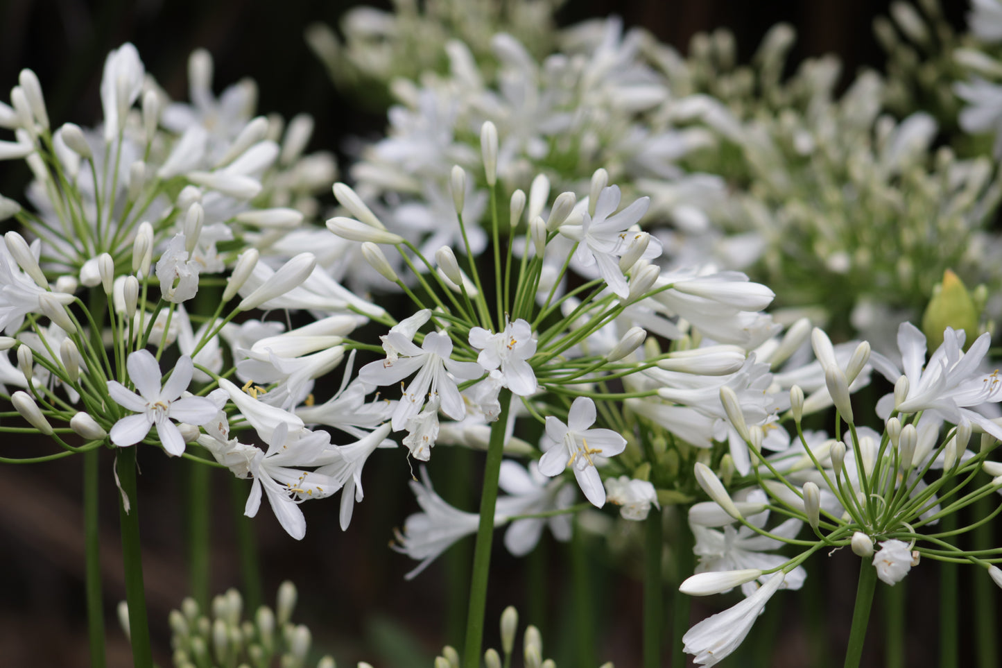 Agapanthus Seafoam 2