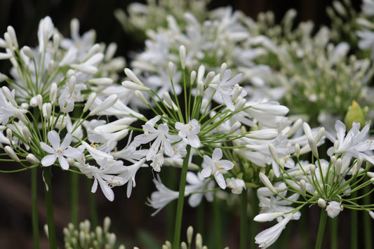 Agapanthus Seafoam 2