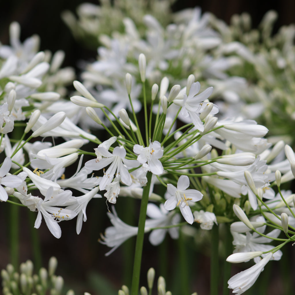 Agapanthus Seafoam Image