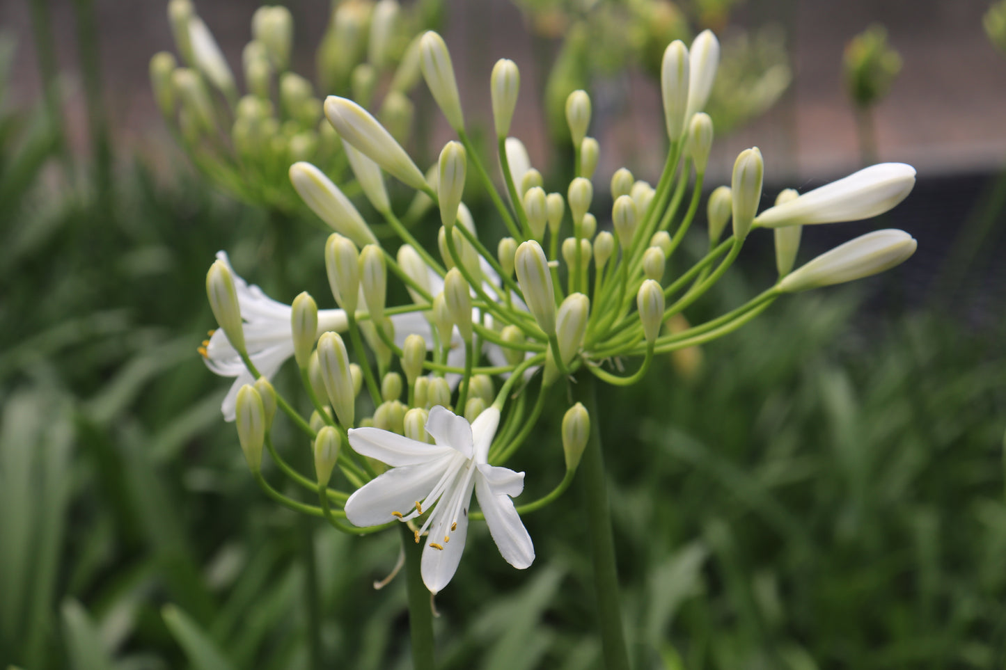 Agapanthus Seafoam 3