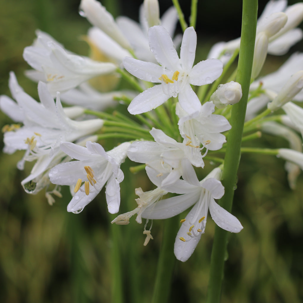 Agapanthus Snowball Image