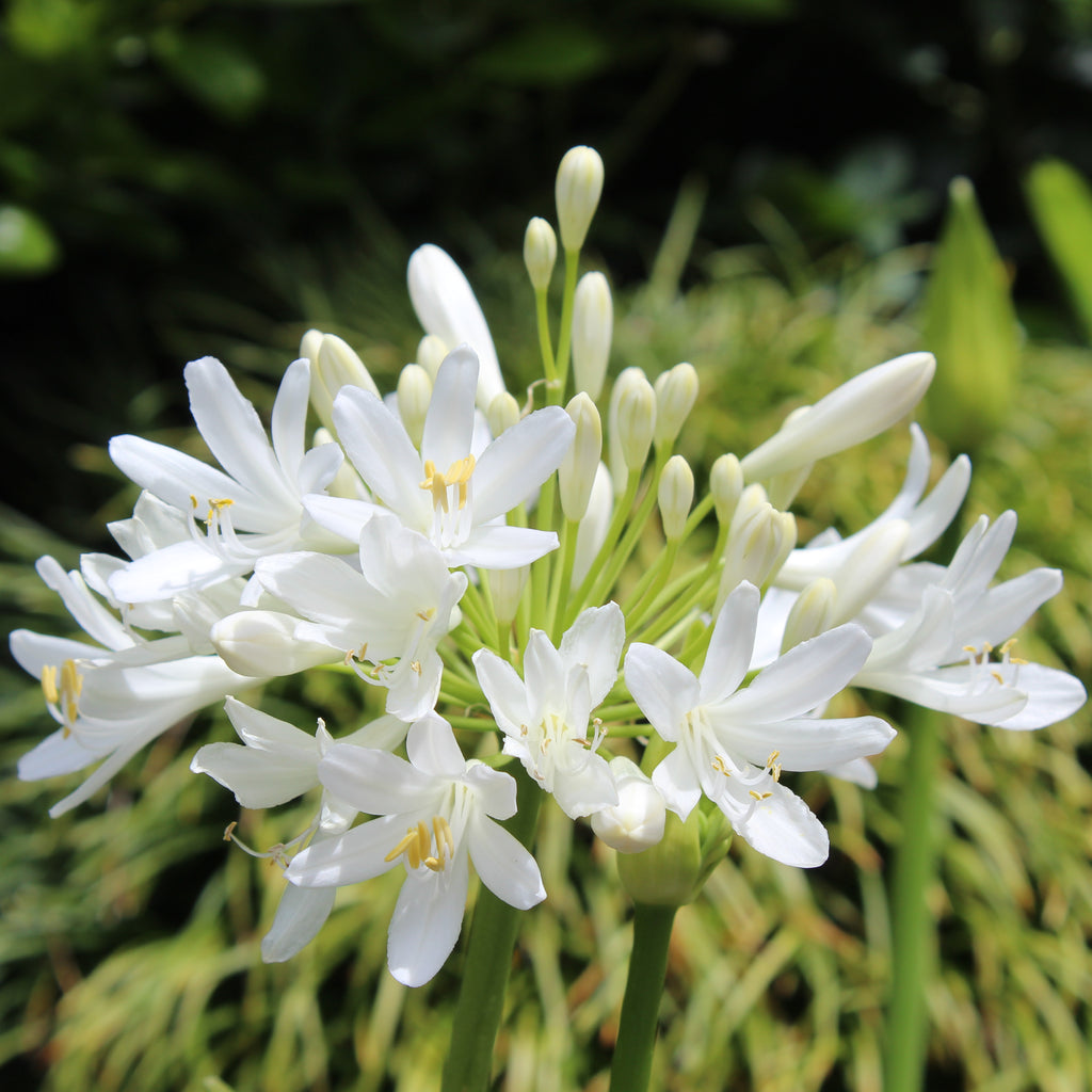 Agapanthus Snowball Image