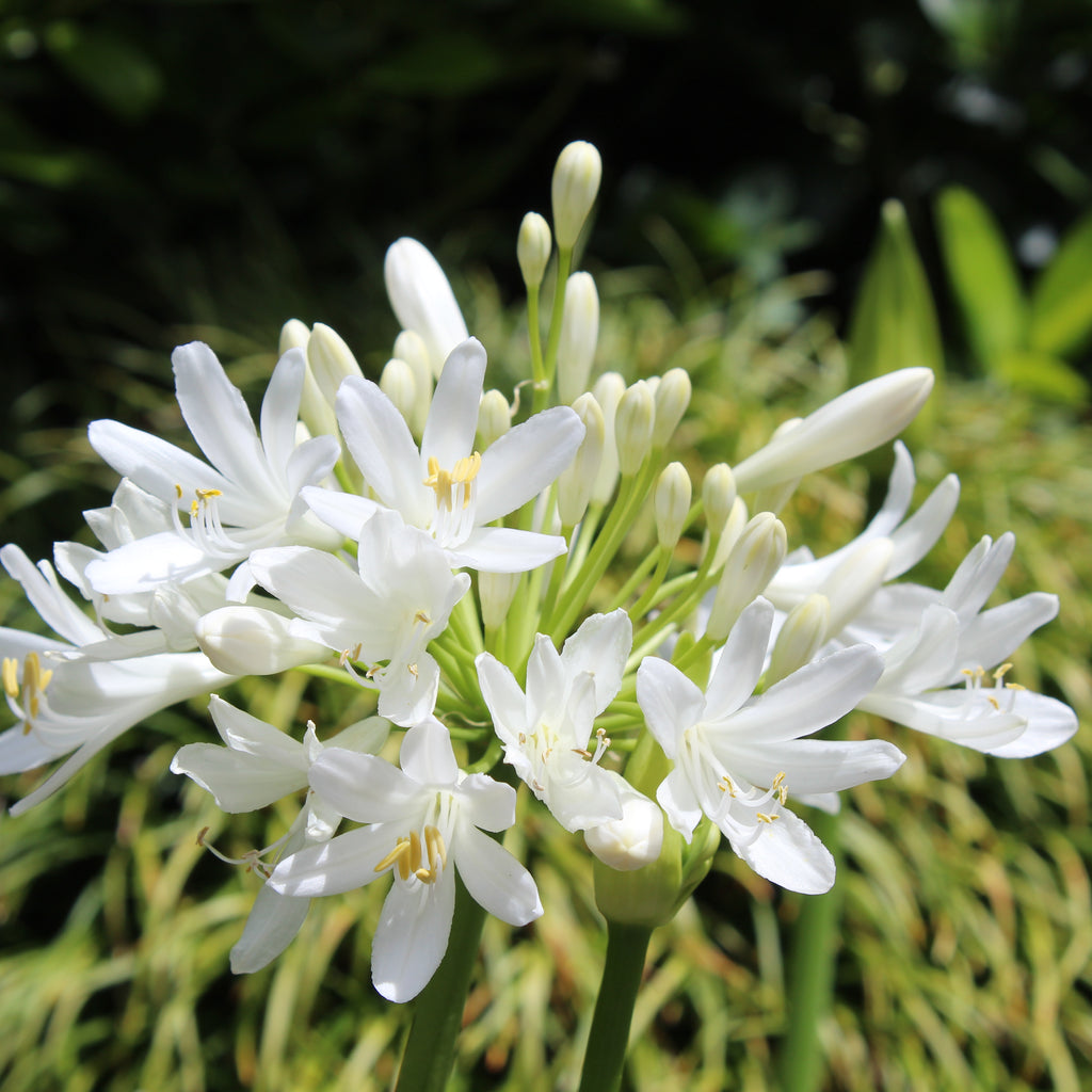 Agapanthus Snowball Image