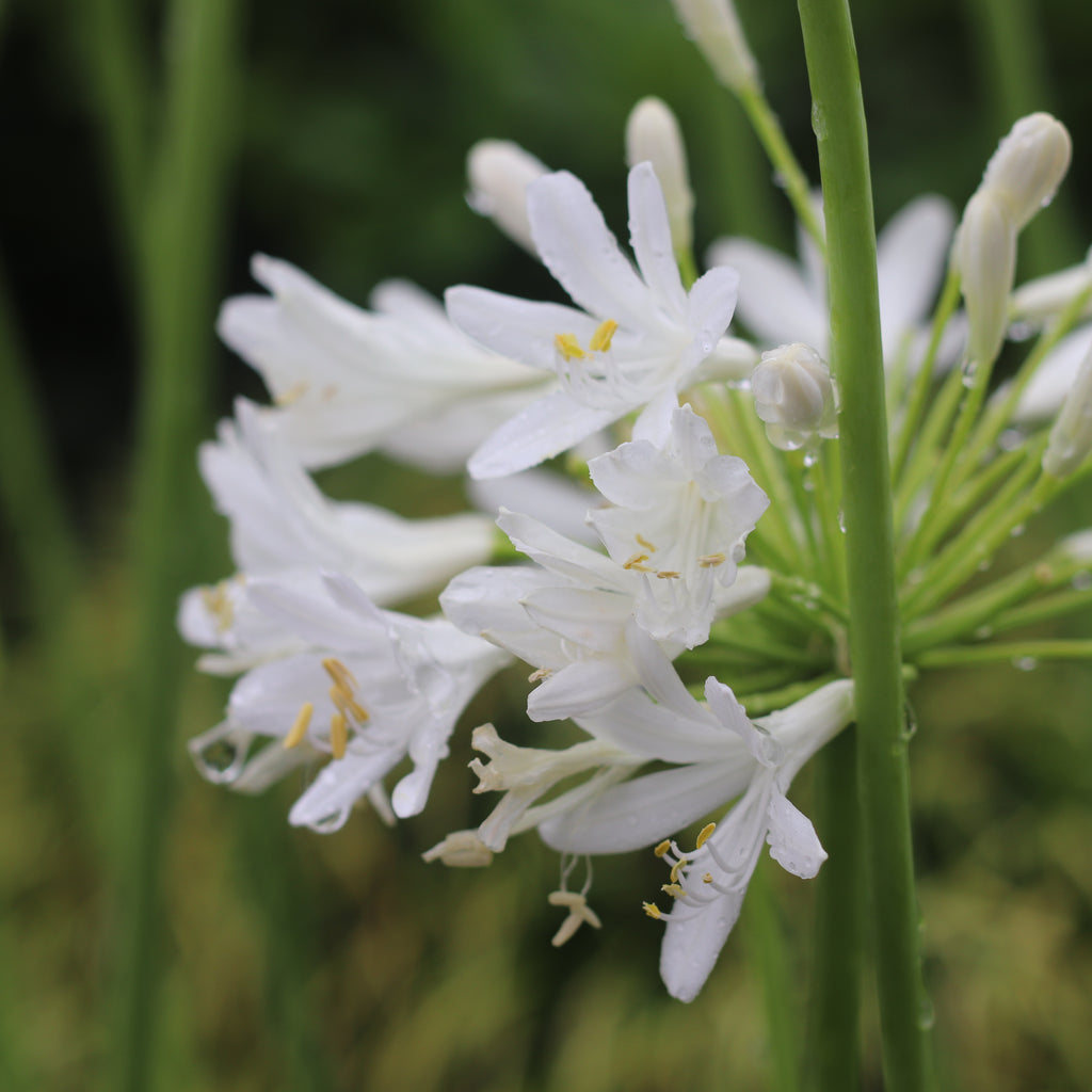 Agapanthus Snowball Image