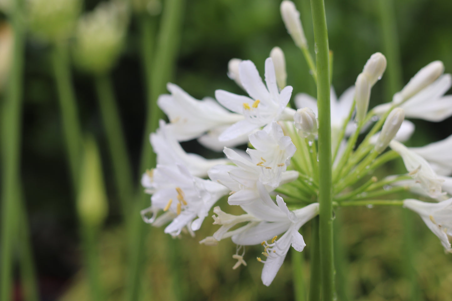 Agapanthus Snowball 5