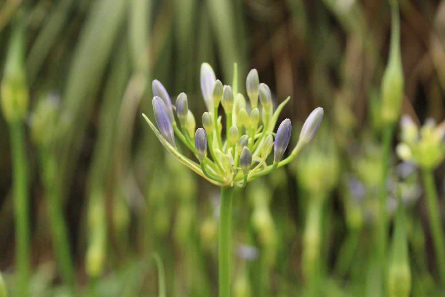 Agapanthus Streamline