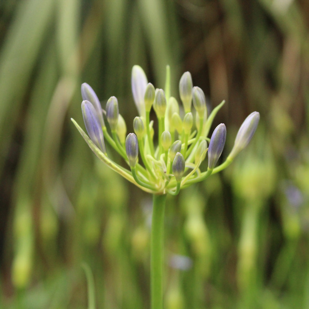 Agapanthus Streamline Image