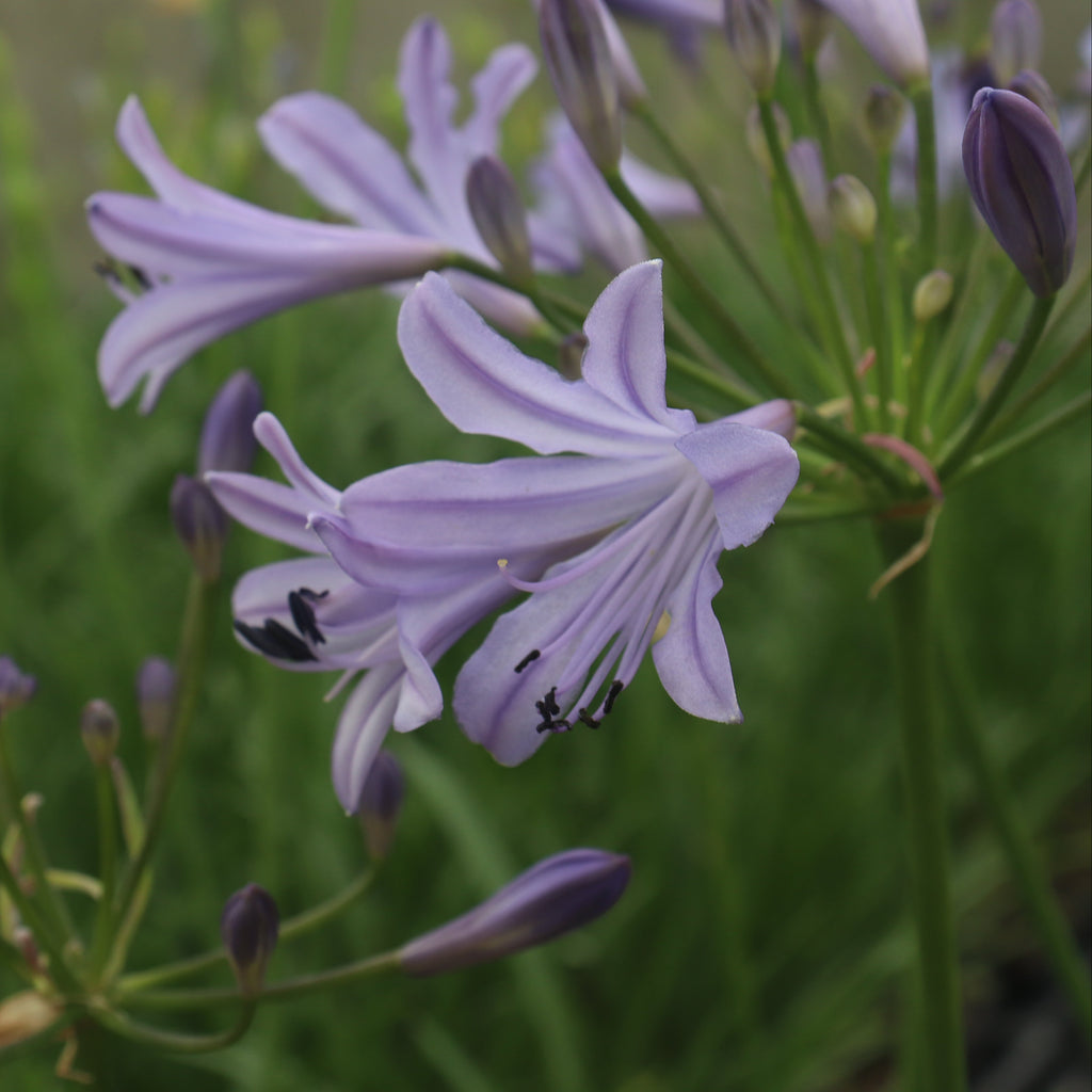 Agapanthus Streamline Image